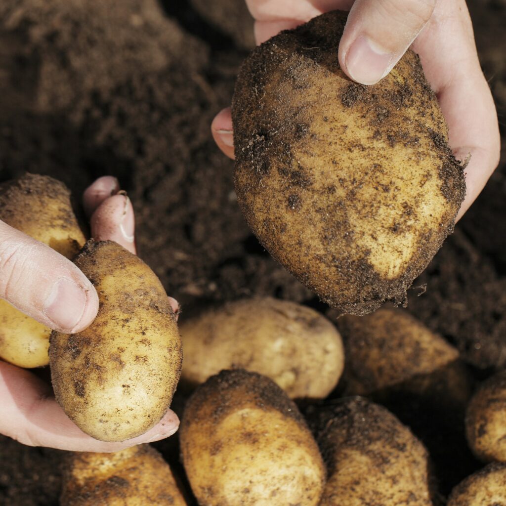 Charlotte Second Early Seed Potatoes 2kg 5015882242160